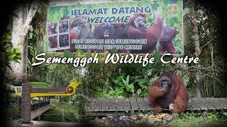 Semenggoh Wildlife Centre Kuching  Meet Orang Utan Ritchie