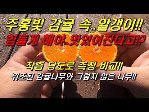 주홍빛 감귤 속 알갱이!! 나무를 힘들게 해야 맛있어지는 감귤!! : 감귤나무의 위조(수분부족)