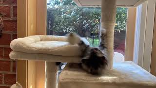 11 week old ragamuffin kitten playing on her cat tree by Gregory Bennett 86 views 3 years ago 2 minutes, 5 seconds