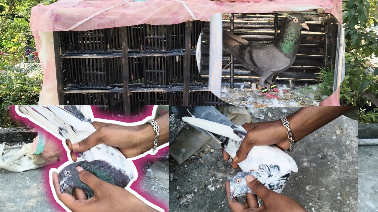 (নদিয়া, বেতাই এর শুভ ভাই) এর বডার ওয়ালা টেডি, রাম পুরি,নাফতা 7+ ঘন্টা  রেজাল্ট করা পায়রা।।