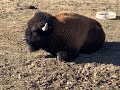 Tour of ZOO MONTANA