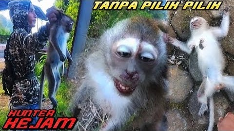 KeJAM‼️ shoot baby monkeys on palm trees‼️2 kill baby monkeys 🐒 monkey hunting // monkey hunting