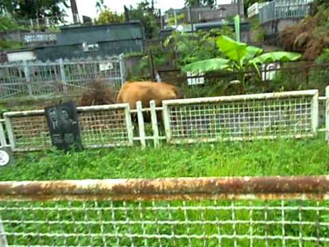 სასაფლაო ოზურგეთში