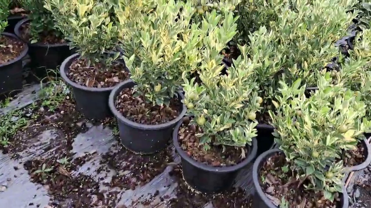 ส้มจี๊ดมังกรทอง ส้มจี๊ดด่าง ส้มสิริมงคล กิมจ๊อ ทองเฮ็ง