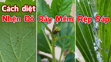 Cách diệt nhện đỏ, rầy mềm, rệp sáp đơn giản.