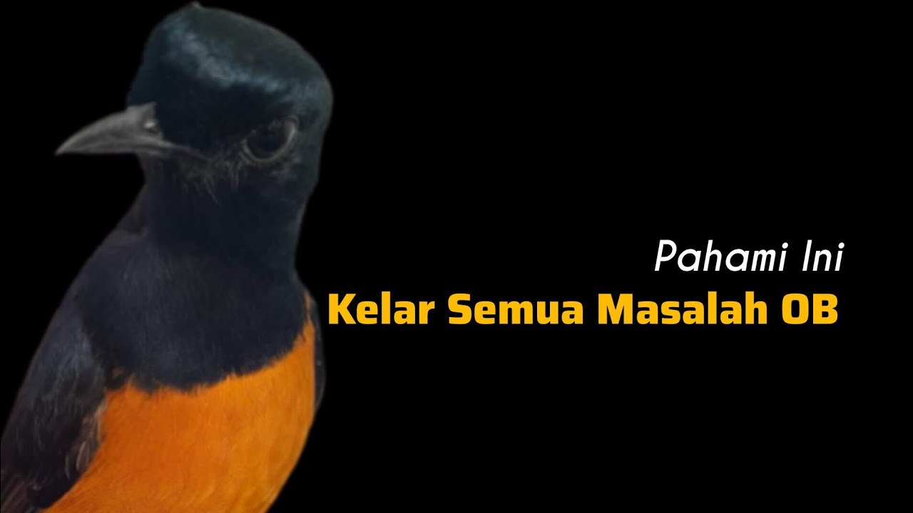 Pahami Ini, Kelar Semua Masalah OB || Solusinya Mandi Atau Jemur || Bengkel Murai Batu