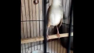 Ciblek alas rasa glatik wingko