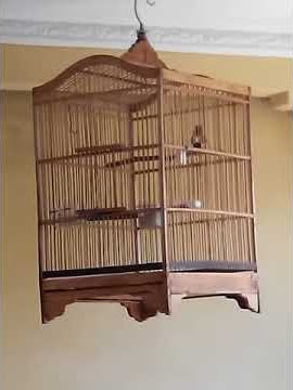 ciblek RAJA GILA (RG) FULL BREEN EDISI NGTREK