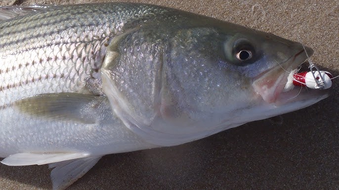 Striped Bass Fishing with Soft Plastics - Tsunami Sandeel Lures Part1 
