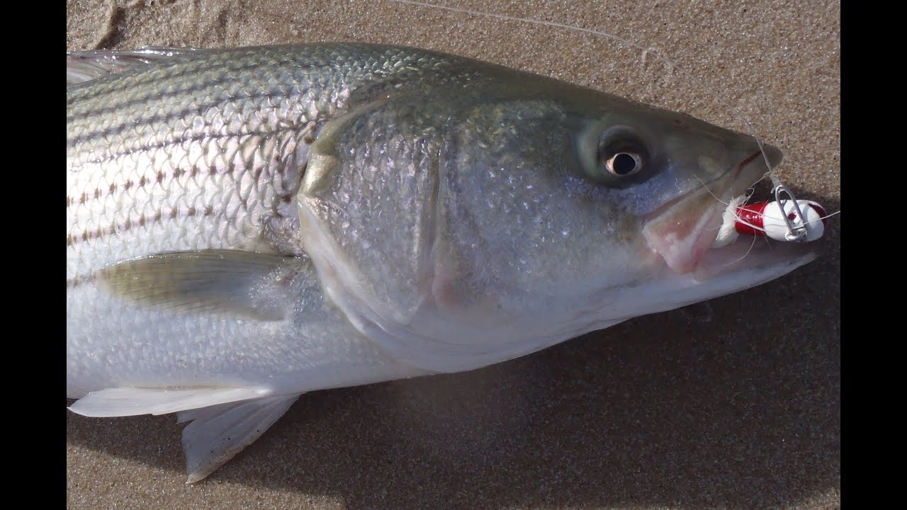 Beach Fishing for Stripers - Bucktailing Swells