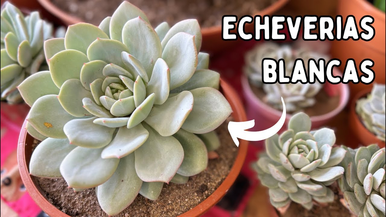 PROGRAMA 184: Echeverias BLANCAS | Cuidados, Trasplante, Tips y Mas!
