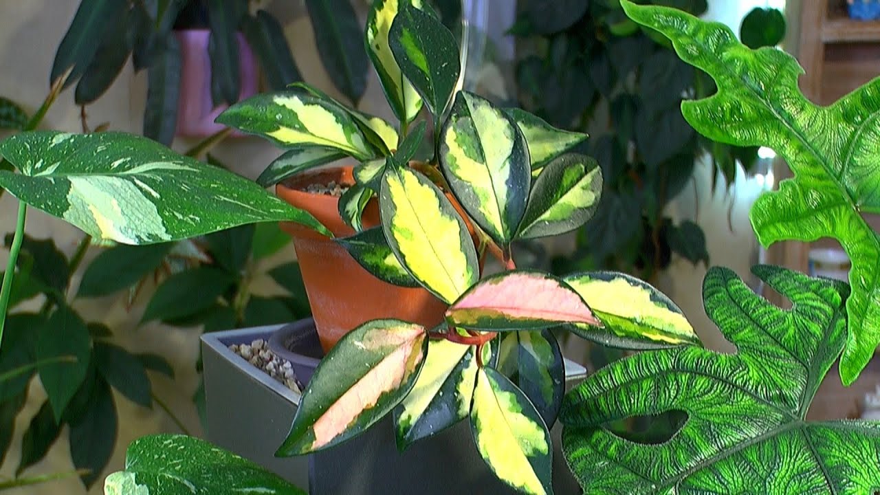 Hoya, Vanille Stecklinge, Philodendron florida Ghost Stecklinge in der Pflege