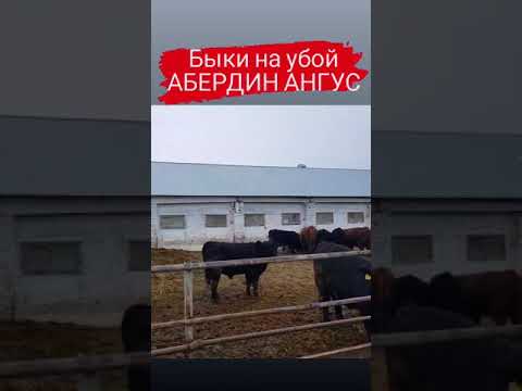 600+ кг быки