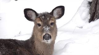 나를 보고 신나하는 사슴 친구