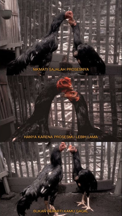 story wa ayam jago bangkok