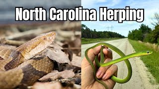 VENOMOUS Snakes and Endless Green snakes in North Carolina! Herping 2024|