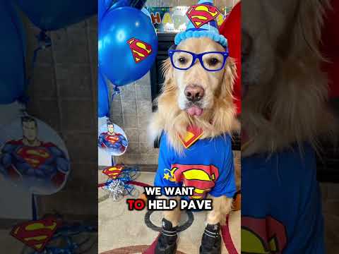 🚨 STOP SCROLLING: KING BUDDY UPDATE 🚨💛We were told 2-3 months. But King Buddy is still here. #dog