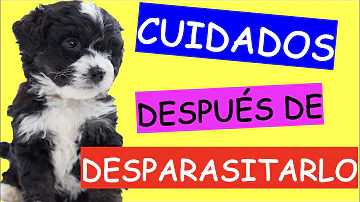 ¿Cuánto tiempo después de la desparasitación mi perro pasará lombrices?