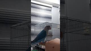 Bird - Loop Tricks Training