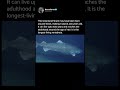 The Greenland Shark: Nature’s Time Traveler