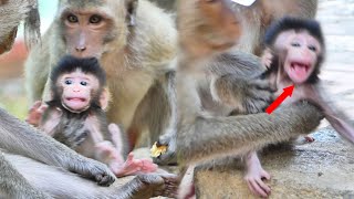 O.M.G! A tiny baby monkey Manya Call mom monkey Manda,please help me back from young mom monkey Rami