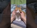 だって私うさぎなんだもん!