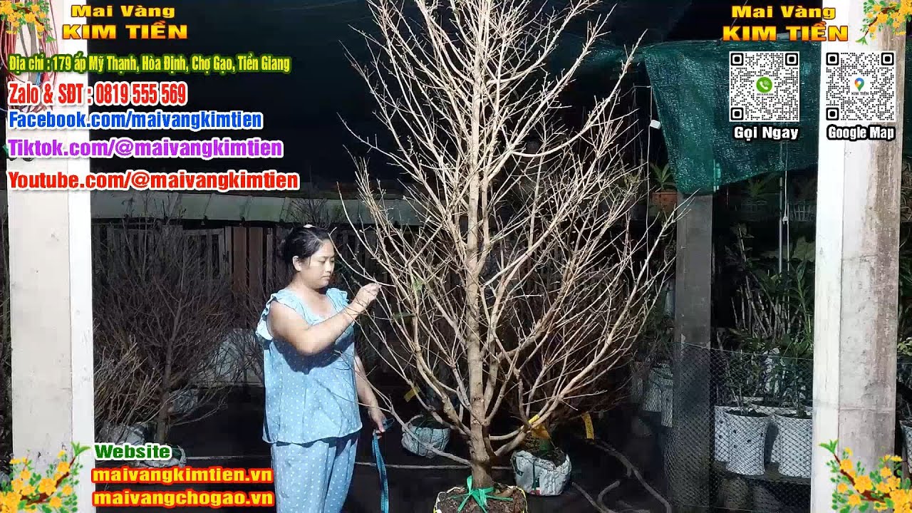Mai Vàng Nhiều Nụ Đón Tết Bao Ship Toàn Quốc - Mai Vàng Kim Tiền Chợ Gạo