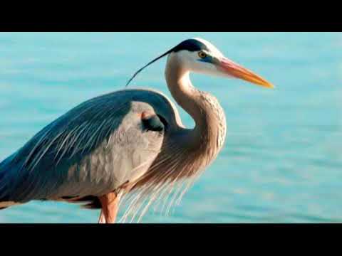 صوت الزركي والرخيو ي صوت دمج العيون الصيادين