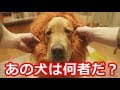 「日本だけは格が違う」あの感動CMに続きがあった!【ライオンのタテガミ】海外が心震わせずにはいられなかったゴールデンレトリバーamazonロングバージョン【海外が感動する日本の力】海外の反応