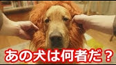 Amazon 犬 ライオン 感動 Cm ゴールデンレトリバー Youtube