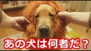 日本だけは格が違う あの感動cmに続きがあった ライオンのタテガミ 海外が心震わせずにはいられなかったゴールデンレトリバーamazonロングバージョン 海外が感動する日本の力 海外の反応 Dougabu