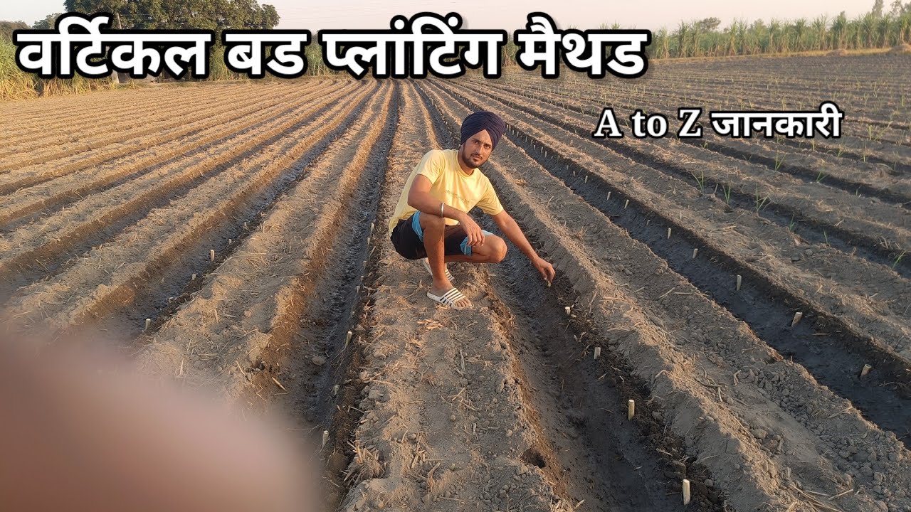 वर्टिकल बड प्लांटिंग मैथड | सम्पूर्ण जानकारी | vertical bud planting method of sugarcane