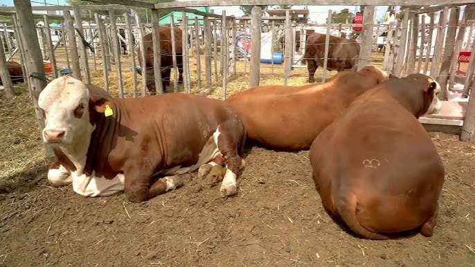 Ganadería de la provincia de La Pampa - YouTube