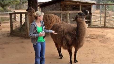 Llama spitting on me