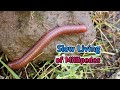 Slow Down With Millipedes #millipedes  #Millipede #Invertebrates #NatureRelaxation #exoticpet