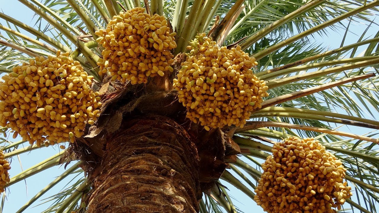 خصبة الدشة ـ نخلة على خطى الانقراض في القطيف ـ تاروت