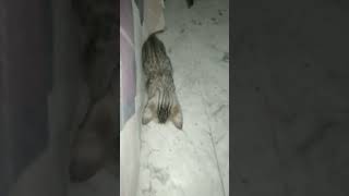 3 esi baatein #ytshortsindia #catsloversworld #cutenessworld #shortvideoviral #kittens ASA