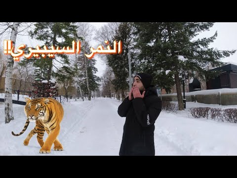قابلت نمر سيبيري في روسيا 
