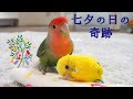 七夕の日の小さな奇跡 セキセイインコ9歳 シニアインコ The miracle of July 7th, Tanabata's day when you came to Kimi