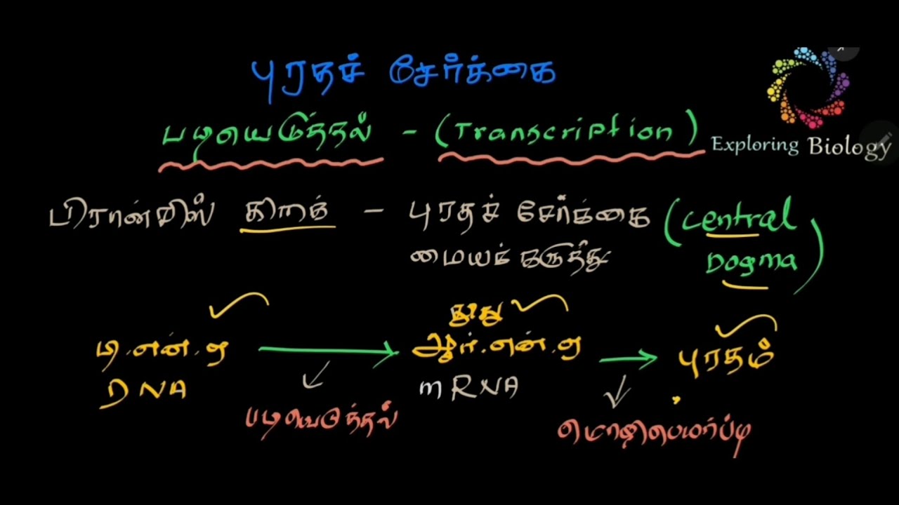 புரதச் சேர்க்கை - படியெடுத்தல், Protein Synthesis | Transcription