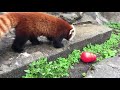 view Red Panda Asa Receives Enrichment digital asset number 1