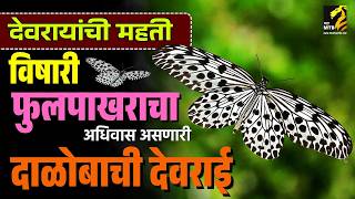 Download Lagu Devrai, the smell of poisonous butterflies | Daloba Devri Dodamarg | MahaMTB MP3