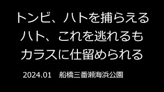 トンビ、ハトを捕らえる。ハト、これを逃げるも、カラスに仕留められる　2024.01　ふなばし三番瀬海浜公園