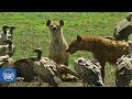 Serengeti National Park Part 1