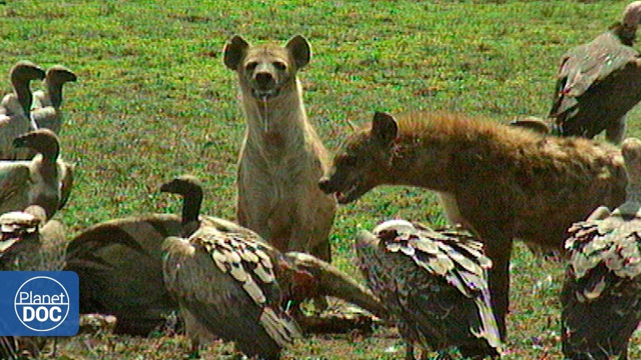 Documentary backdrop image for Serengeti National Park - Part 1 (2018)