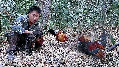 ล่าสัตว ์ ( ต่อไก่ป่า ) EP3   yos hav zoov dib qaib qus 2020