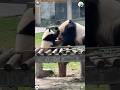 Heartwarming interaction between a mother panda and herself cub #panda #trending #cute # #cutepanda