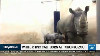 Baby Alert White Rhino Calf Born At Toronto Zoo