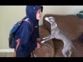 Italian greyhound loves her boy ....