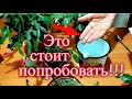 Опрыскиваю декабрист этим один раз в декабре и цветение на всю зиму обеспечено !!!